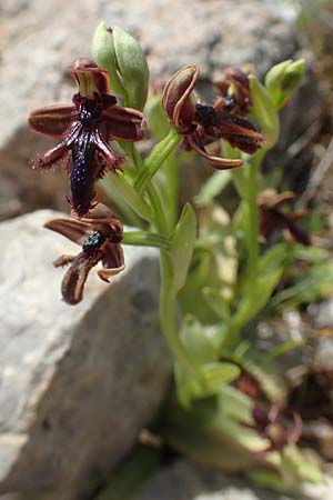 Ophrys regis-ferdinandii \ König-Ferdinand-Ragwurz / King-Ferdinand Bee Orchid, Chios,  Kalamoti 2.4.2016 