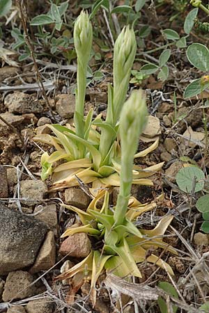 Anacamptis sancta \ Heiliges Knabenkraut / Holy Orchid, Chios,  Mesta 2.4.2016 