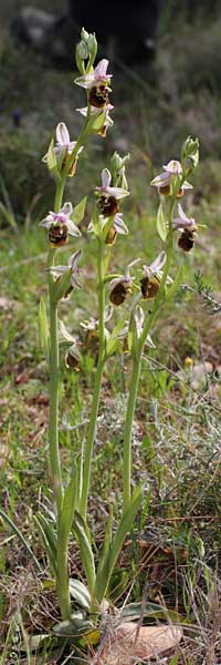 Ophrys saliarisii / Saliaris Orchid, Chios,  Lithi 2.4.2013 (Photo: Jan & Liesbeth Essink)