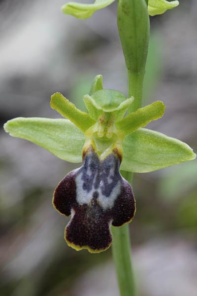 Ophrys fusca subsp. sancti-isidorii \ Sankt-Isidoris-Ragwurz / Saint Isidore Orchid, Chios,  Sidirounda Turm/tower 12.3.2013 (Photo: Jan & Liesbeth Essink)