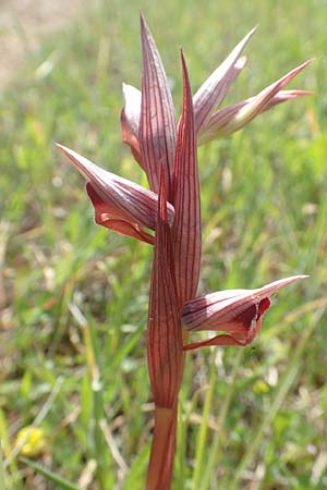 Serapias bergonii \ Lockerblütiger Zungenständel / Bergon's Serapias, Chios,  Kalamoti 2.4.2016 