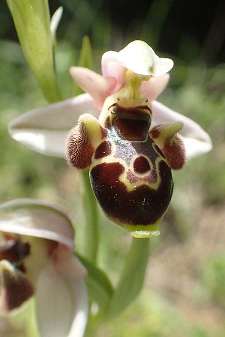 Ophrys umbilicata \ Nabel-Ragwurz, Chios,  Kalamoti 2.4.2016 