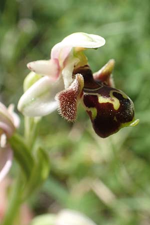 Ophrys umbilicata / Carmel Bee Orchid, Chios,  Kalamoti 2.4.2016 