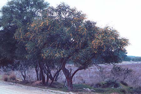 Acacia retinodes \ Immerblhende Akazie / Water Wattle, Zypern/Cyprus Akrotiri 3.3.1997