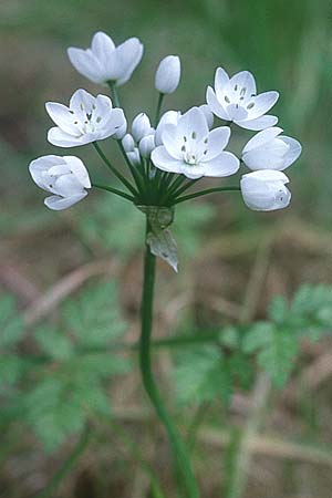 Allium neapolitanum \ Neapolitanischer Lauch / White Garlic, Zypern/Cyprus Akamas 1.3.1997