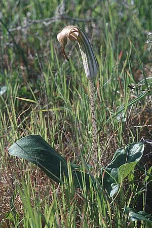 Arisarum vulgare / Friar's Cowl, Cyprus Paphos 2.1.1997