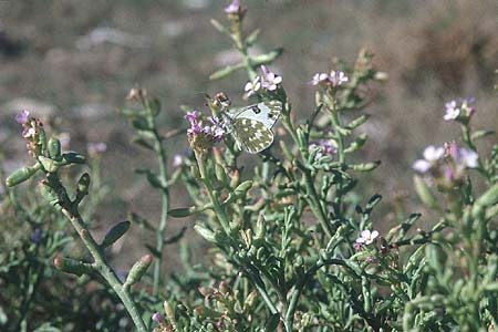 Cakile maritima \ Europischer Meersenf / Sea Rocket, Zypern/Cyprus Paphos 2.1.1997