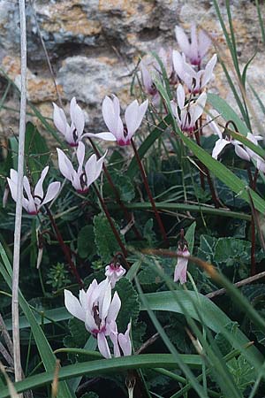 Cyclamen persicum / Florist's Cyclamen, Cyprus Paphos 6.1.1997