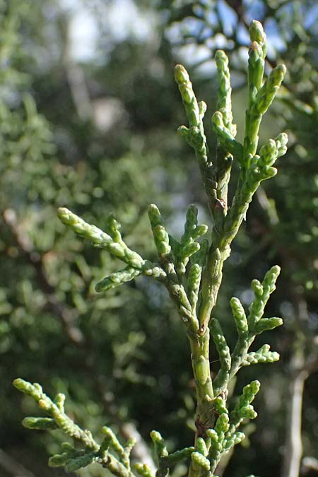 Juniperus phoenicea \ Phönizischer Wacholder / Phoenicean Juniper, Zypern/Cyprus Akamas, Neo Chorio 20.3.2025 Juniperus phoenicea \ Phönizischer Wacholder / Phoenicean Juniper, Zypern/Cyprus Akamas, Neo Chorio 20.3.2025