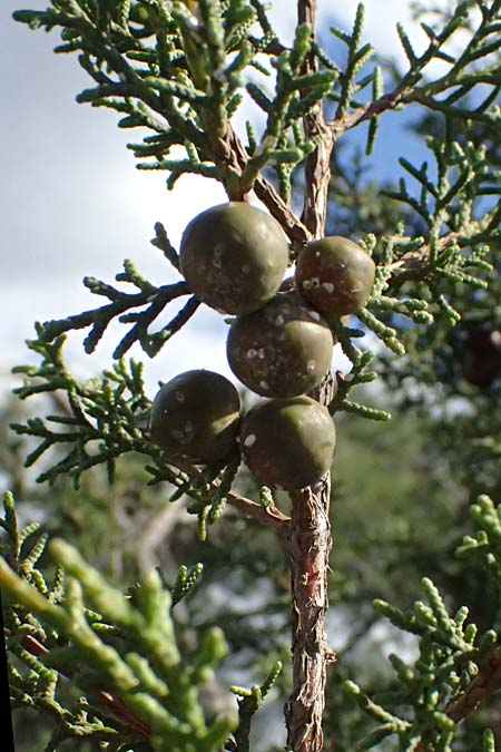 Juniperus phoenicea \ Phönizischer Wacholder / Phoenicean Juniper, Zypern/Cyprus Akamas, Neo Chorio 20.3.2025 Juniperus phoenicea \ Phönizischer Wacholder / Phoenicean Juniper, Zypern/Cyprus Akamas, Neo Chorio 20.3.2025