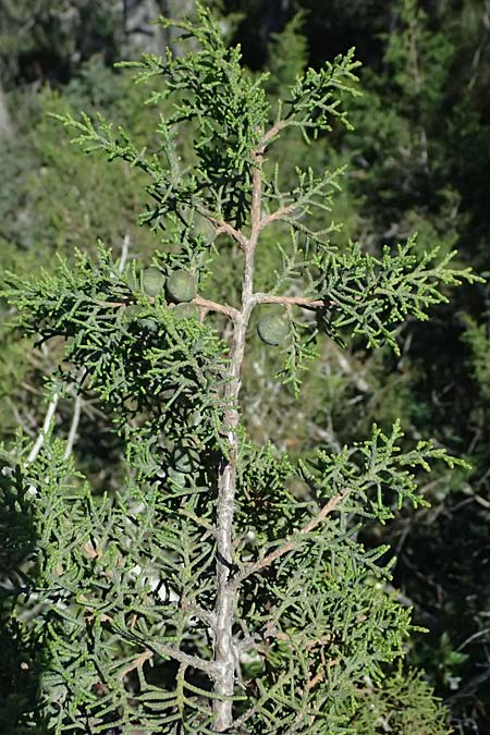 Juniperus phoenicea \ Phönizischer Wacholder / Phoenicean Juniper, Zypern/Cyprus Akamas, Neo Chorio 20.3.2025 Juniperus phoenicea \ Phönizischer Wacholder / Phoenicean Juniper, Zypern/Cyprus Akamas, Neo Chorio 20.3.2025