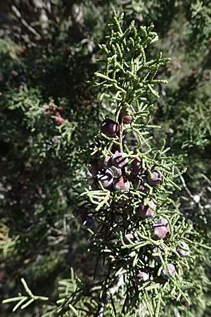 Juniperus phoenicea \ Phönizischer Wacholder / Phoenicean Juniper, Zypern/Cyprus Avakas Gorge 22.3.2025 Juniperus phoenicea \ Phönizischer Wacholder / Phoenicean Juniper, Zypern/Cyprus Avakas Gorge 22.3.2025