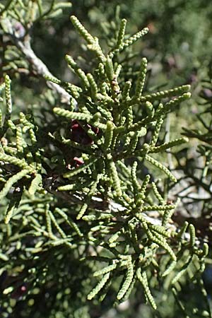 Juniperus phoenicea \ Phönizischer Wacholder / Phoenicean Juniper, Zypern/Cyprus Avakas Gorge 22.3.2025 Juniperus phoenicea \ Phönizischer Wacholder / Phoenicean Juniper, Zypern/Cyprus Avakas Gorge 22.3.2025