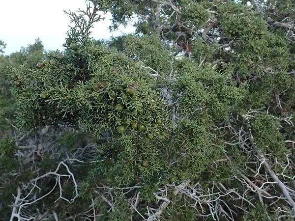 Juniperus phoenicea \ Phönizischer Wacholder / Phoenicean Juniper, Zypern/Cyprus Baths of Aphrodite 27.3.2025 Juniperus phoenicea \ Phönizischer Wacholder / Phoenicean Juniper, Zypern/Cyprus Baths of Aphrodite 27.3.2025