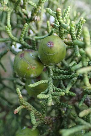 Juniperus phoenicea \ Phönizischer Wacholder / Phoenicean Juniper, Zypern/Cyprus Baths of Aphrodite 27.3.2025 Juniperus phoenicea \ Phönizischer Wacholder / Phoenicean Juniper, Zypern/Cyprus Baths of Aphrodite 27.3.2025