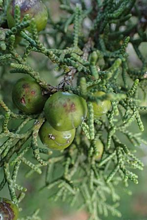 Juniperus phoenicea \ Phönizischer Wacholder / Phoenicean Juniper, Zypern/Cyprus Baths of Aphrodite 27.3.2025 Juniperus phoenicea \ Phönizischer Wacholder / Phoenicean Juniper, Zypern/Cyprus Baths of Aphrodite 27.3.2025