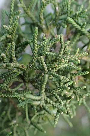 Juniperus phoenicea \ Phönizischer Wacholder / Phoenicean Juniper, Zypern/Cyprus Baths of Aphrodite 27.3.2025 Juniperus phoenicea \ Phönizischer Wacholder / Phoenicean Juniper, Zypern/Cyprus Baths of Aphrodite 27.3.2025