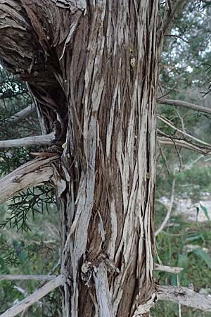 Juniperus phoenicea \ Phönizischer Wacholder / Phoenicean Juniper, Zypern/Cyprus Baths of Aphrodite 27.3.2025 Juniperus phoenicea \ Phönizischer Wacholder / Phoenicean Juniper, Zypern/Cyprus Baths of Aphrodite 27.3.2025