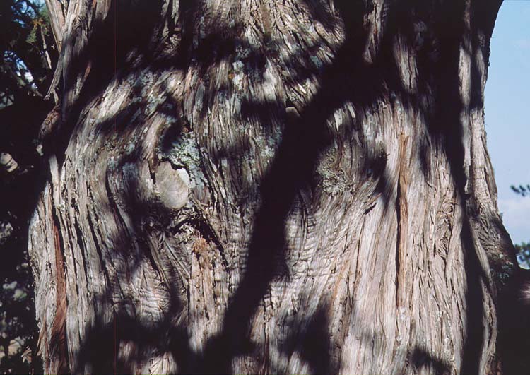 Juniperus foetidissima / Troodos Juniper, Cyprus Troodos 27.6.1999