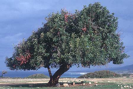 Ceratonia siliqua / Carob, Cyprus Akamas 6.3.1997