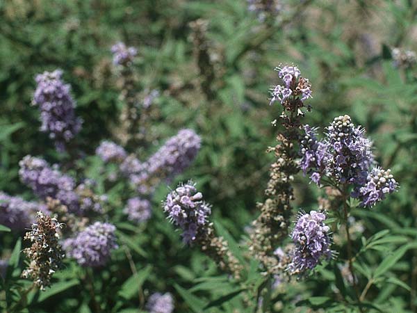 Vitex agnus-castus / Chaste-Berry Tree, Cyprus Nicosia (Lefkosia) 1.7.1999