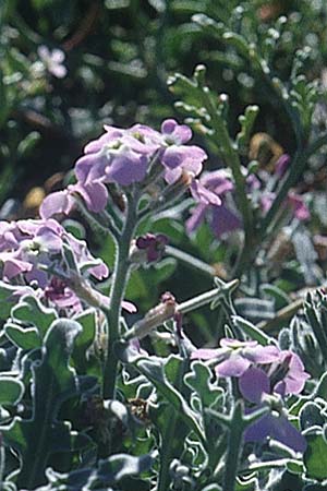 Matthiola tricuspidata \ Dreihrnige Levkoje / Three-Horned Stock, Zypern/Cyprus Paphos 2.1.1997