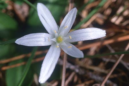 Ornithogalum chionophilum ? \ Milchstern / White Star of Bethlehem, Zypern/Cyprus Peyia 1.3.1997