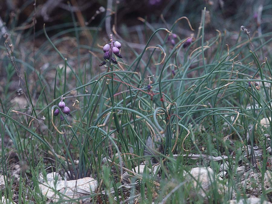 Muscari inconstrictum \ Levante-Traubenhyazinthe / Levantine Hyacinth, Zypern/Cyprus Governor's Beach 2.3.1997