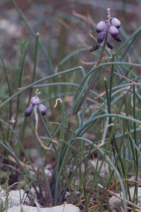 Muscari inconstrictum \ Levante-Traubenhyazinthe, Zypern Governor's Beach 2.3.1997