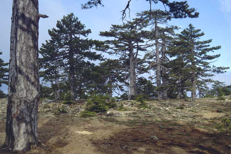 Pinus nigra subsp. pallasiana \ Krim-Kiefer / Crimea Pine, Zypern/Cyprus Troodos, Mt. Olympos 25.6.1999