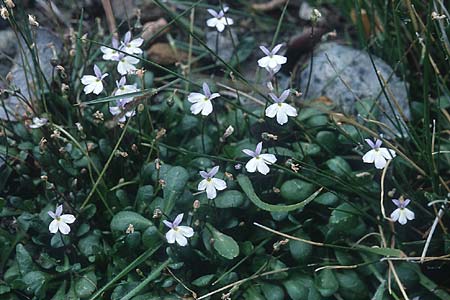 Pinguicula crystallina \ Kristall-Fettkraut, Zypern Pano Amiandos 27.6.1999