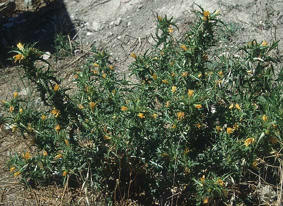 Scolymus maculatus \ Gefleckte Golddistel, Zypern Limassol 28.6.1999