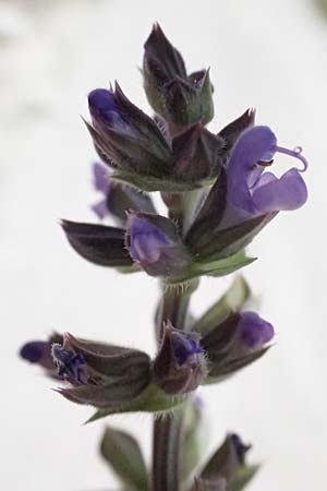 Salvia verbenaca \ Eisenkraut-Salbei / Wild Clary, Zypern/Cyprus Prov. Paphos, Episkopi 31.3.2025 Salvia verbenaca \ Eisenkraut-Salbei / Wild Clary, Zypern/Cyprus Prov. Paphos, Episkopi 31.3.2025