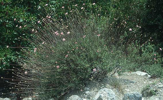 Scabiosa argentea \ Silber-Skabiose / Silver Scabious, Zypern/Cyprus Troodos 29.6.1999