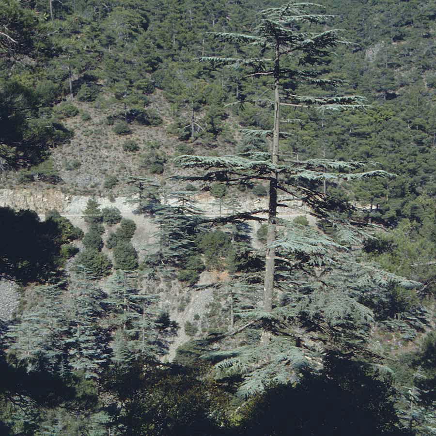 Cedrus brevifolia \ Zypern-Zeder, Zypern Troodos, Cedar Valley 28.6.1999