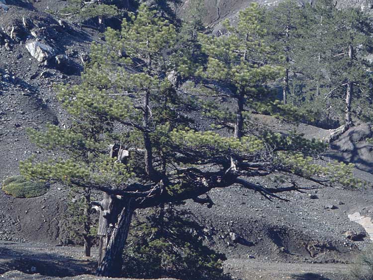 Pinus nigra subsp. pallasiana \ Krim-Kiefer / Crimea Pine, Zypern/Cyprus Troodos 27.6.1999