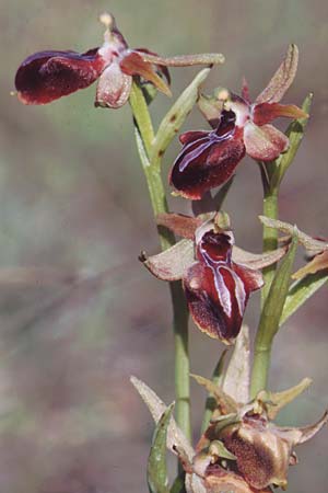 Ophrys alasiatica \ Alasia-Ragwurz / Alasia Bee Orchid, Zypern/Cyprus,  Phasoula 5.3.1997 