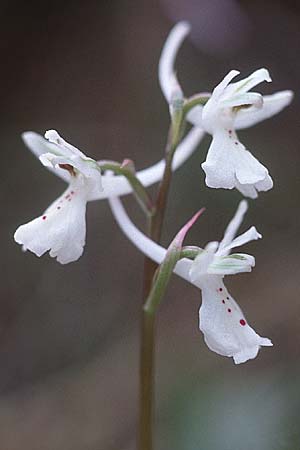 Orchis anatolica / Anatolian Orchid, Cyprus,  Yerasa 3.3.1997 