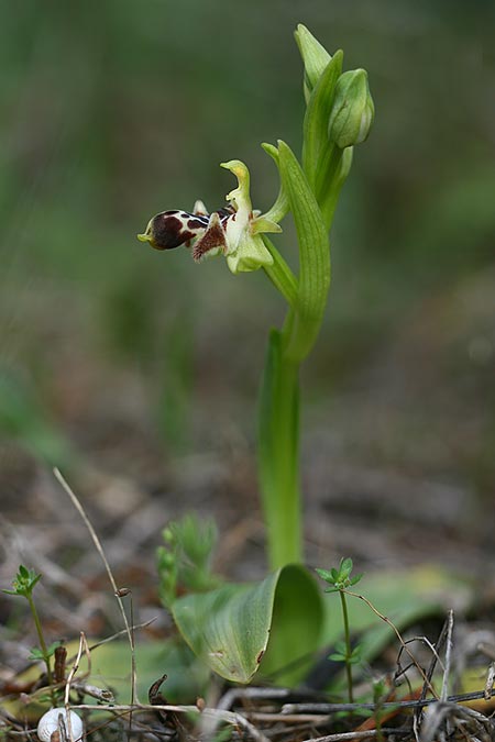 Ophrys astarte / Venus Bee Orchid, Cyprus,  Larnaka 2.3.2014 (Photo: Helmut Presser)