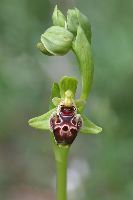Ophrys astarte \ Kleine Nabel-Ragwurz, Zypern,  Larnaka 2.3.2014 (Photo: Helmut Presser)