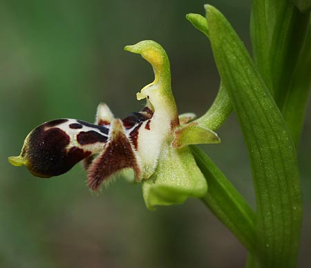 Ophrys astarte / Venus Bee Orchid, Cyprus,  Larnaka 2.3.2014 (Photo: Helmut Presser)