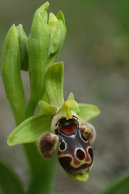 Ophrys astarte / Venus Bee Orchid, Cyprus,  Larnaka 2.3.2014 (Photo: Helmut Presser)