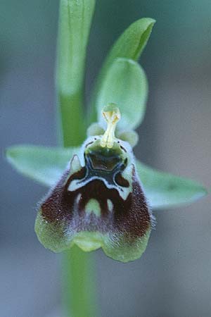 Ophrys aphrodite \ Aphrodite Ragwurz / Aphrodite Orchid, Zypern/Cyprus,  Akamas 6.3.1997 