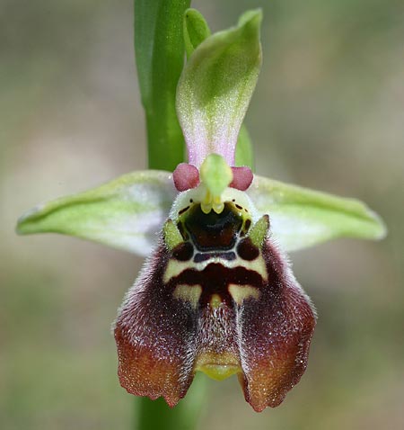 Ophrys aphrodite \ Aphrodite Ragwurz / Aphrodite Orchid, Zypern/Cyprus,  Episkopi 7.3.2014 (Photo: Helmut Presser)