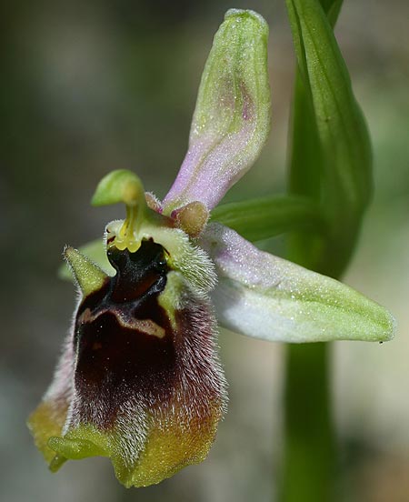 Ophrys aphrodite \ Aphrodite Ragwurz / Aphrodite Orchid, Zypern/Cyprus,  Episkopi 7.3.2014 (Photo: Helmut Presser)