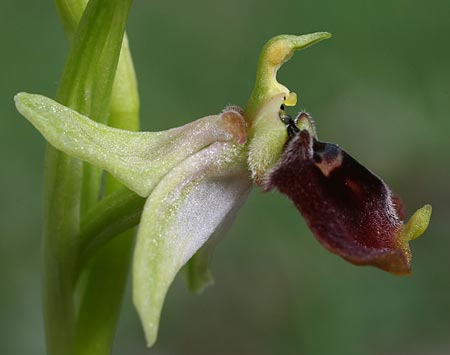 Ophrys aphrodite \ Aphrodite Ragwurz / Aphrodite Orchid, Zypern/Cyprus,  Episkopi 7.3.2014 (Photo: Helmut Presser)