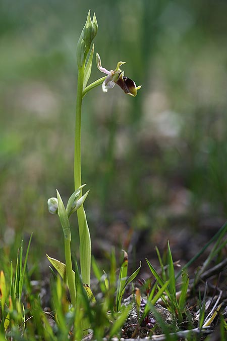 Ophrys aphrodite \ Aphrodite Ragwurz / Aphrodite Orchid, Zypern/Cyprus,  Episkopi 7.3.2014 (Photo: Helmut Presser)