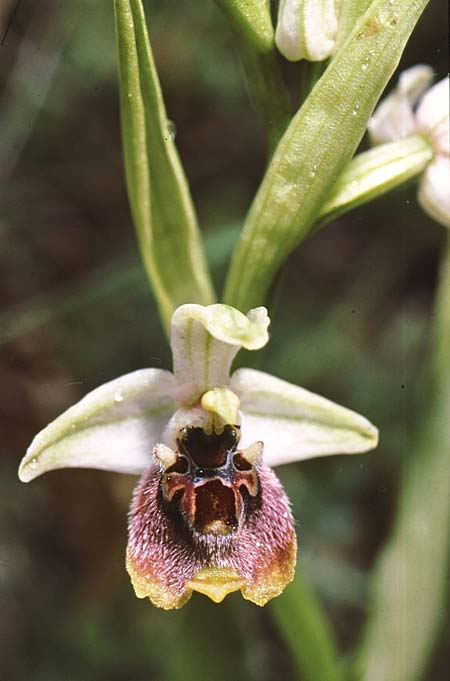 Ophrys aphrodite \ Aphrodite Ragwurz / Aphrodite Orchid, Zypern/Cyprus,  Choulou 6.4.1998 (Photo: Jan & Liesbeth Essink)