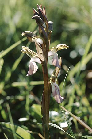 Anacamptis collina \ Hügel-Knabenkraut / Fan-Lipped Orchid, Zypern/Cyprus,  Asprokremnos 4.1.1997 