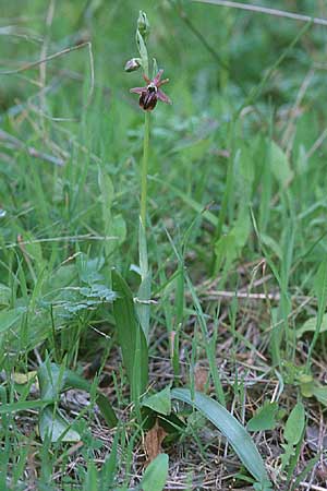 Ophrys morio \ Narrenkappen-Ragwurz / Fool's-Cap Bee Orchid, Zypern/Cyprus,  Moni Neophytos 28.2.1997 